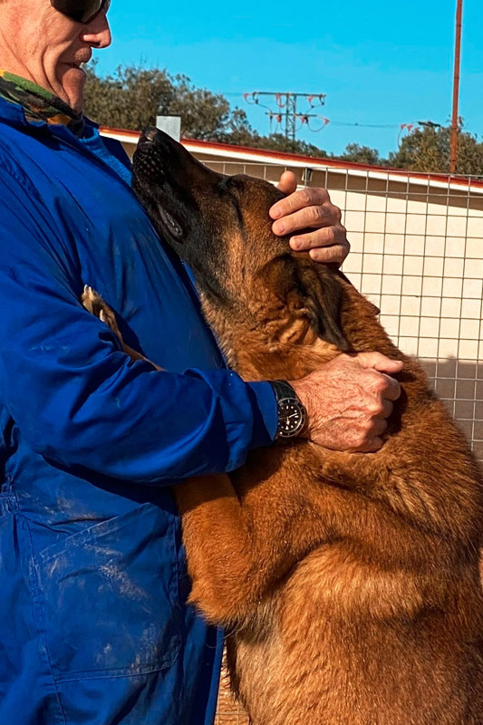 Hund Pastor - Rasse: Malinois