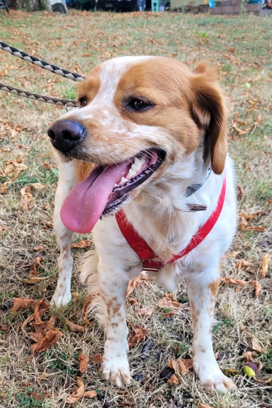 Hund Perla - Rasse: Epagneul Breton