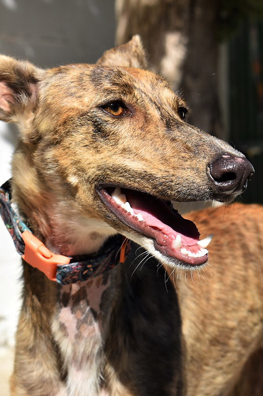 Hund Pinky, Hündin - Rasse: Galgo Espanol