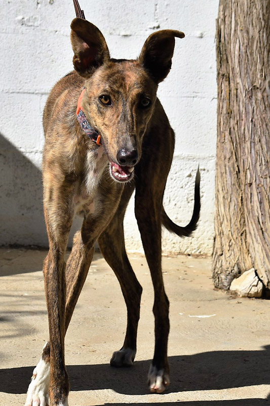 Hund Pinky, Hündin - Rasse: Galgo Espanol