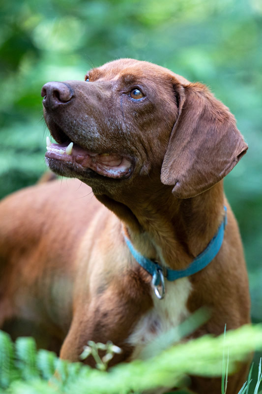 Hund Pluto, Rüde - Rasse: Deutsch Kurzhaar (Braque)