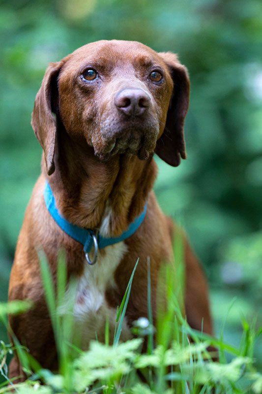 Hund Pluto - Rasse: Deutsch Kurzhaar (Braque)