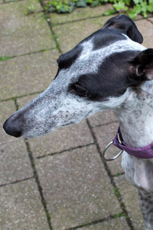 Hund Polvora, Hündin - Rasse: Galgo