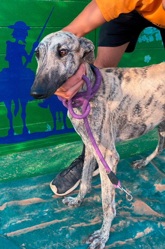Hund Quijote, Rüde - Rasse: Galgo Espanol