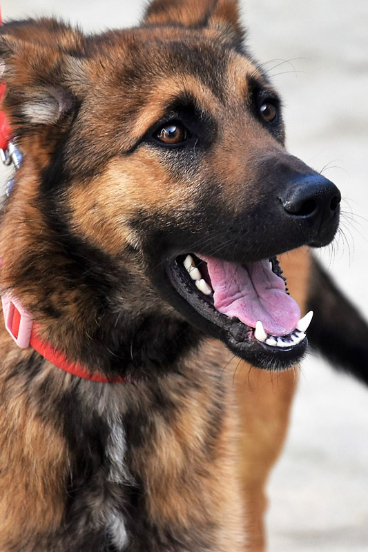 Hund Raico - Rasse: Schäferhund(-Mischling?)