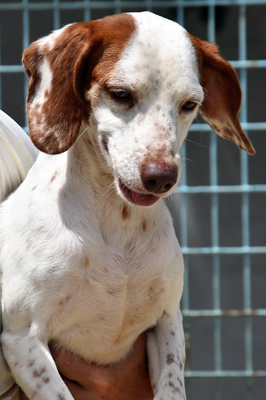 Hund Ramiel - Rasse: Mischling