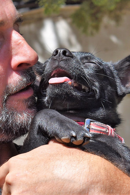 Hund Ringo - Rasse: Chihuahua-Mischling