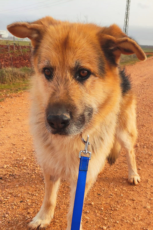 Hund Rocket - Rasse: Schäferhund-Mischling