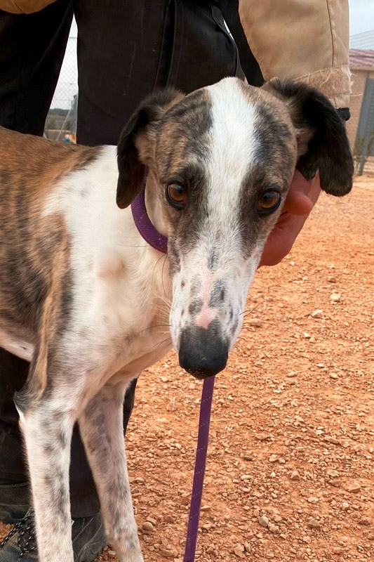 Hund Rodolfo, Rüde - Rasse: Galgo