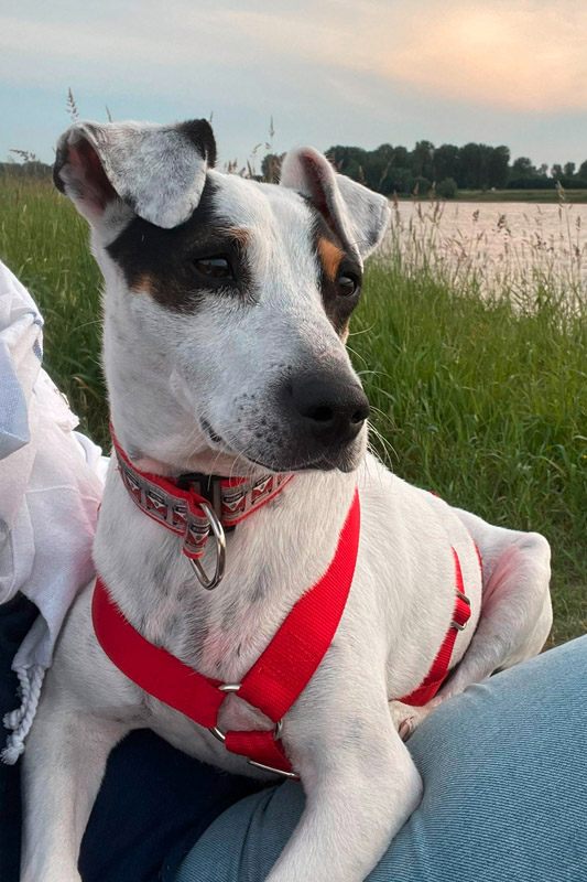 Hund Roscon - Rasse: Bodeguero-Mix