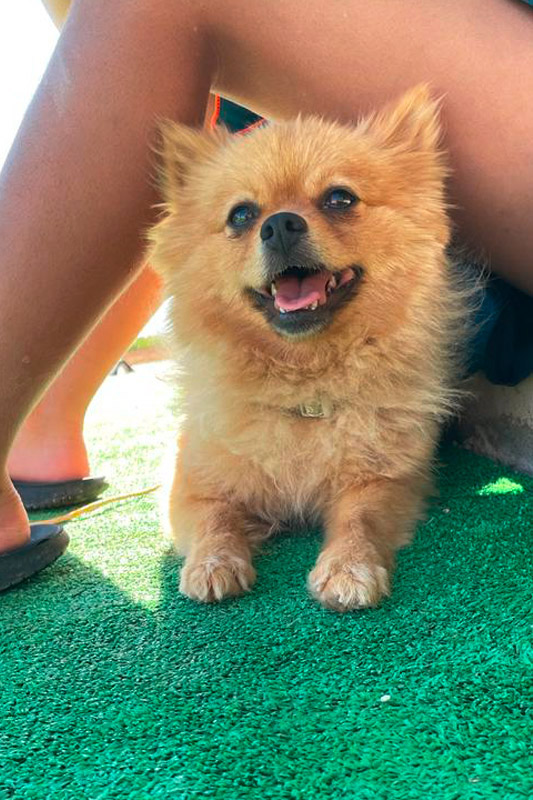 Hund Sany - Rasse: Pomeranian (Zwergspitz)