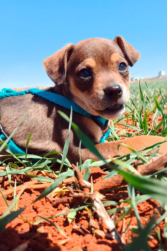 Hund Shaki, Hündin - Rasse: Mischling