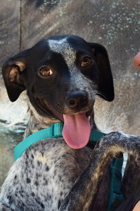 Hund Shina, Hündin - Rasse: Mischling