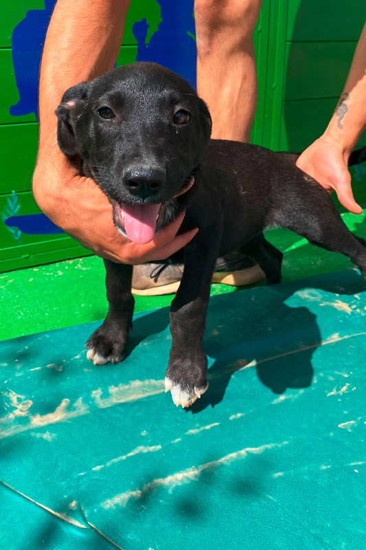 Hund Shirka, Hündin - Rasse: Mischling