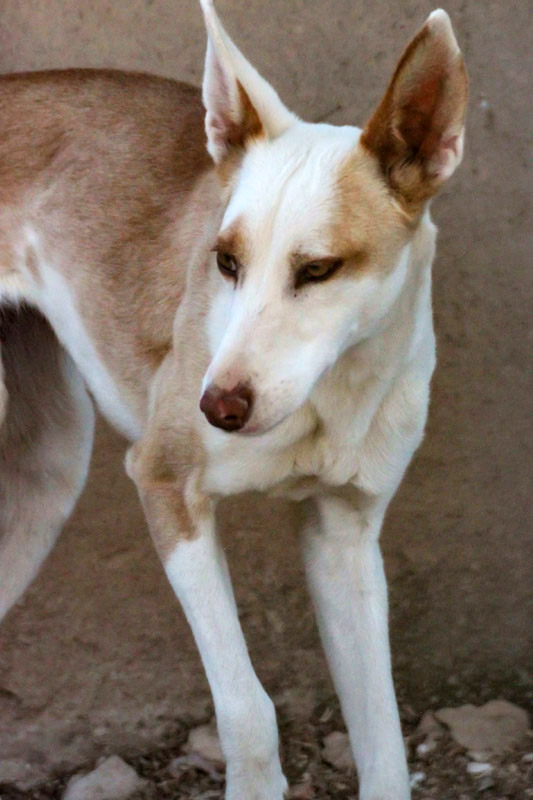 Hund Sindy, Hündin - Rasse: Podenco
