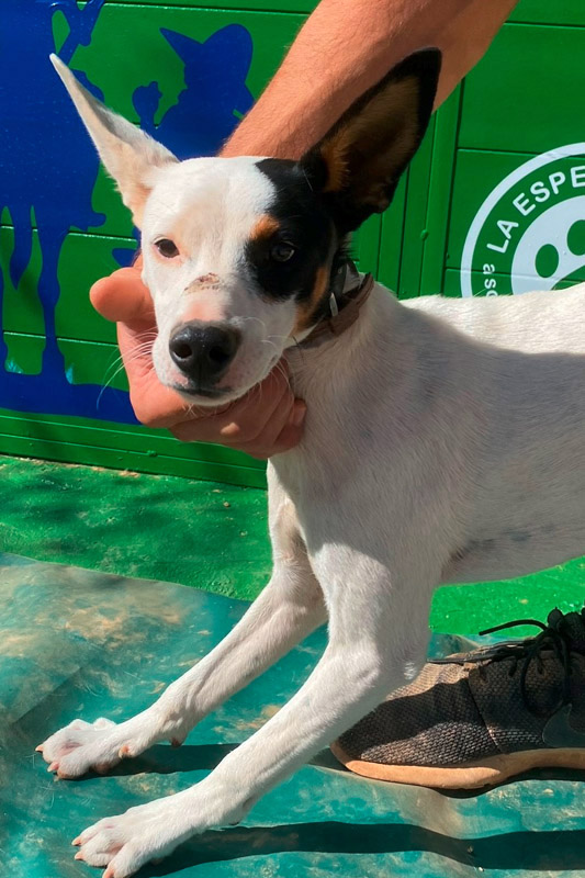 Hund Sphinx - Rasse: Bodeguero-Mischling