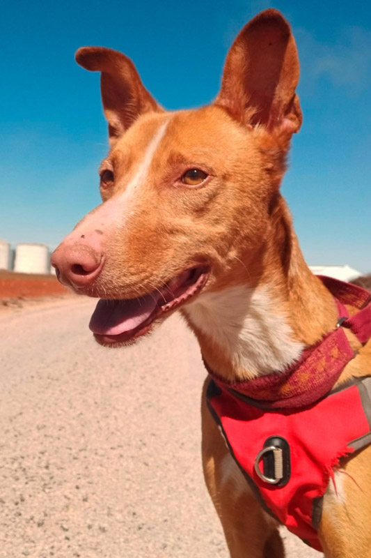 Hund Taky, Rüde - Rasse: Podenco