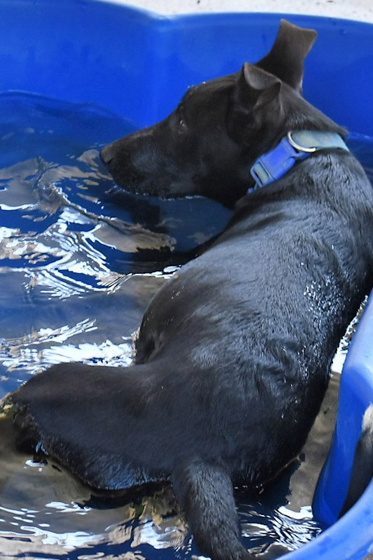 Hund Tays, Hündin - Rasse: Mischling