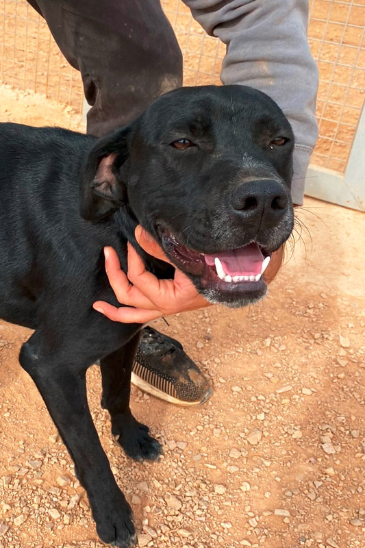 Hund Theo2, Rüde - Rasse: Epagneul Breton-Mischling