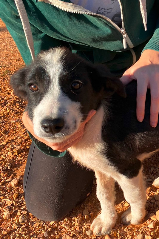 Hund Thilla, Hündin - Rasse: Husky-Mischling