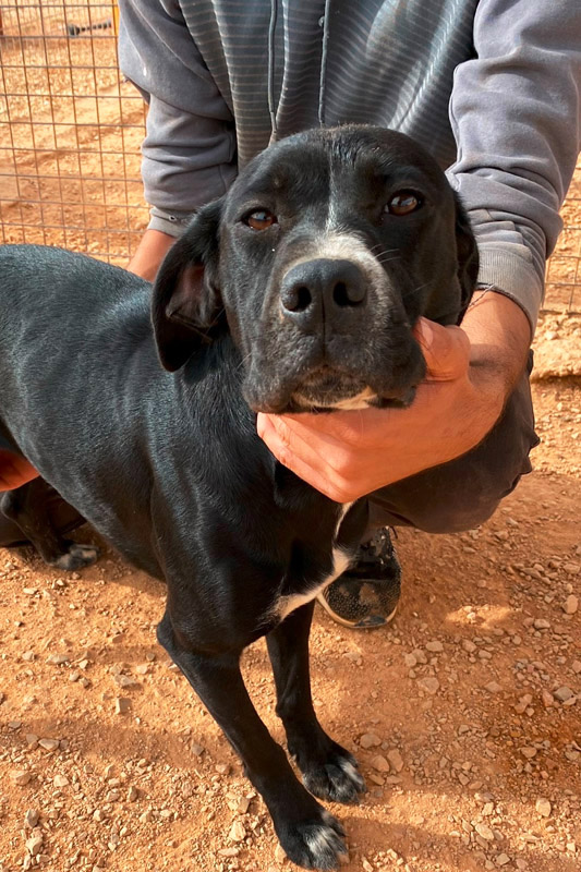 Hund Tilda, Hündin - Rasse: Epagneul Breton-Mischling