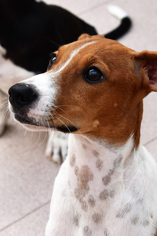 Hund Timon, Rüde - Rasse: Bodegueromischling