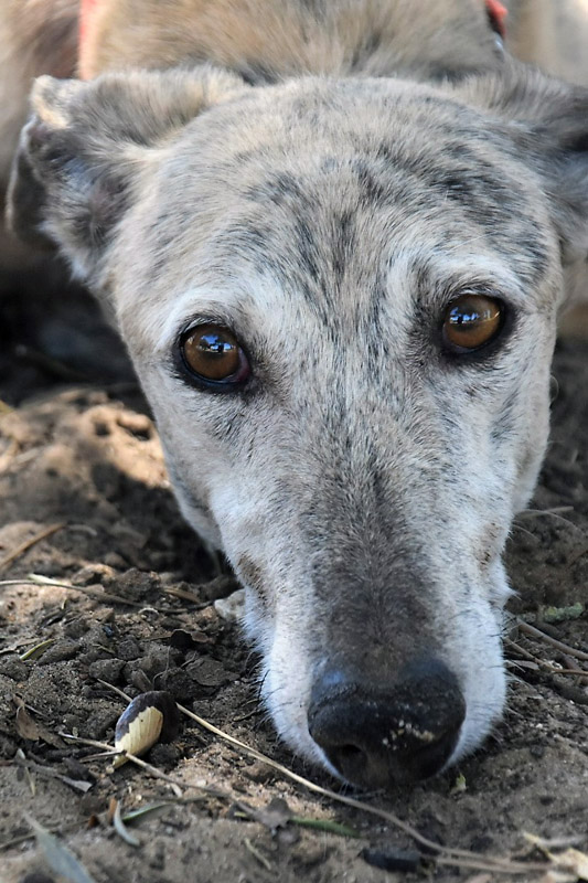 Hund Truan, Rüde - Rasse: Galgo