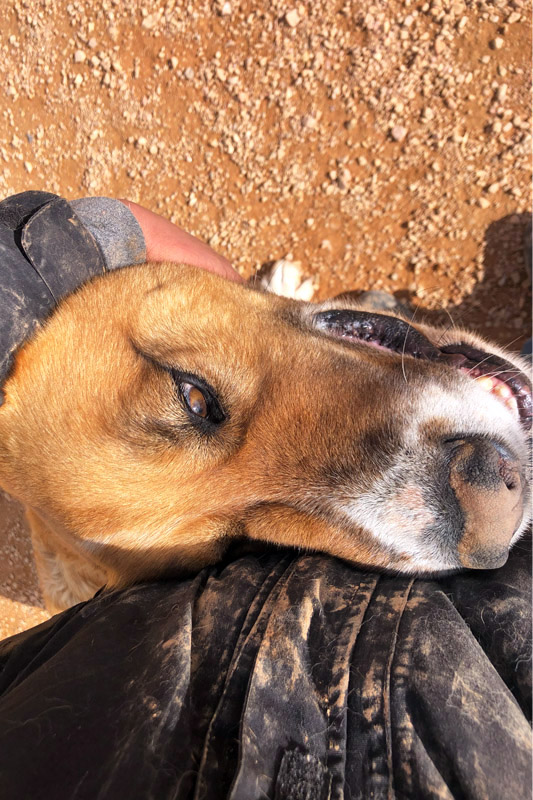 Hund Truss - Rasse: großer Mischling