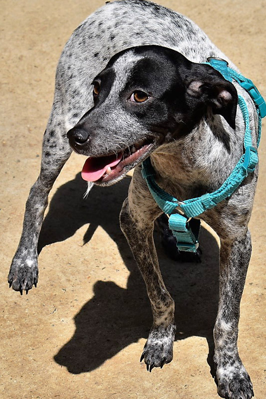 Hund Twingo, Rüde - Rasse: Mischling