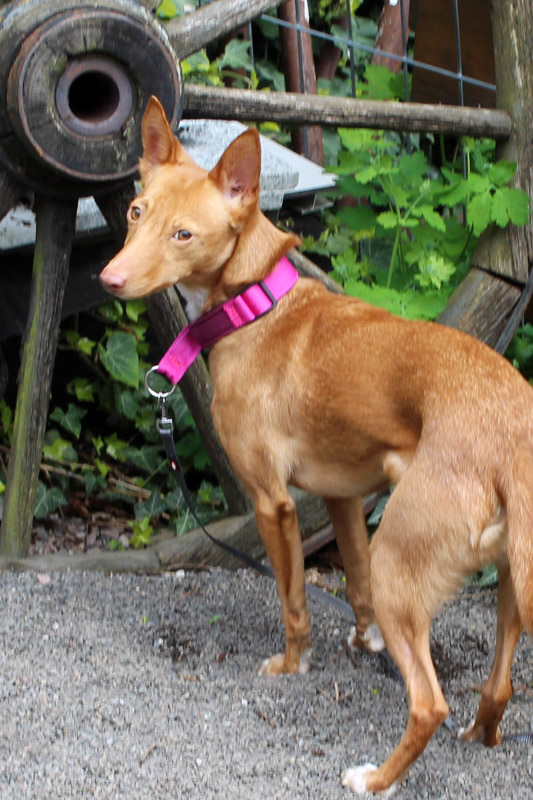 Hund Uma, Hündin - Rasse: Podenco Andaluz