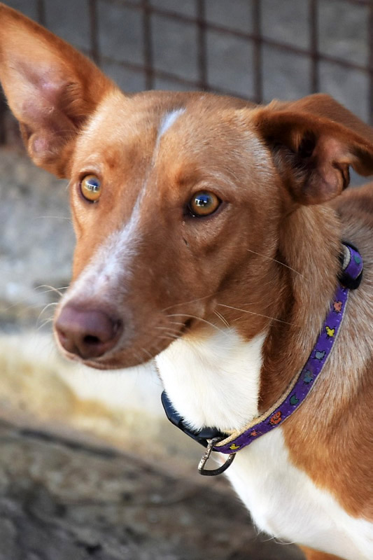 Hund Vega, Hündin - Rasse: Podenco(-Mischling)