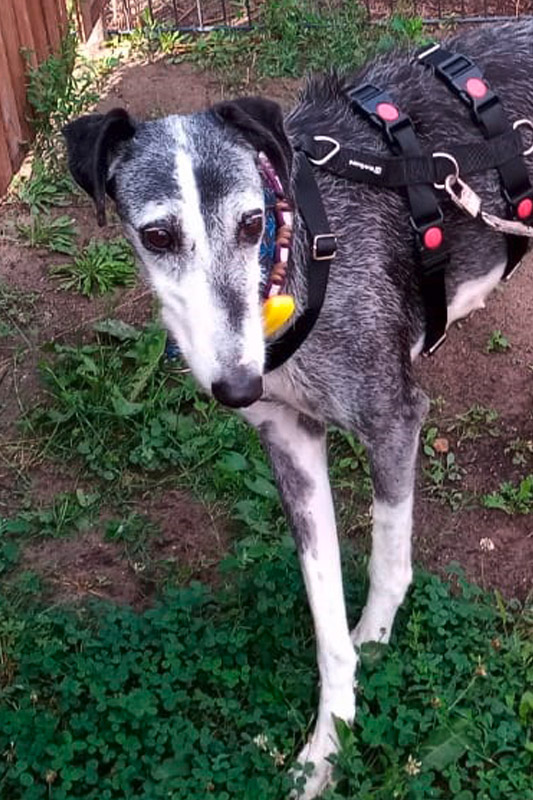 Hund Wilma, Hündin - Rasse: Galgo Espanol Barbudo (Rauhaargalgo)