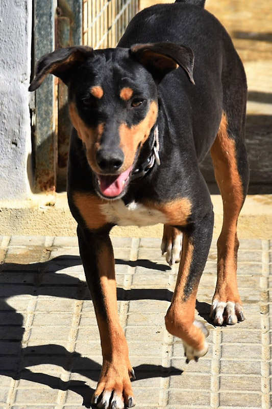 Hund Yoda - Rasse: Mischling