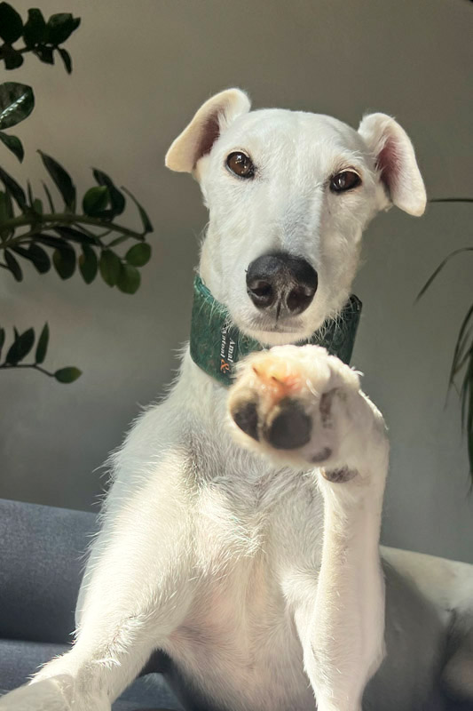 Hund Yuki, Hündin - Rasse: Galgo