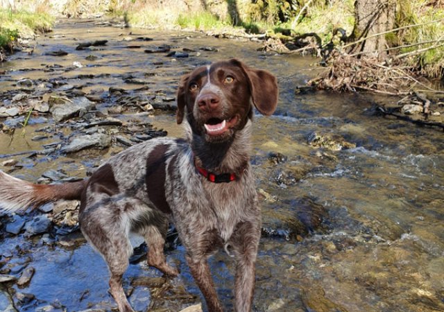 Bailey ist immer auf Entdeckungstour.