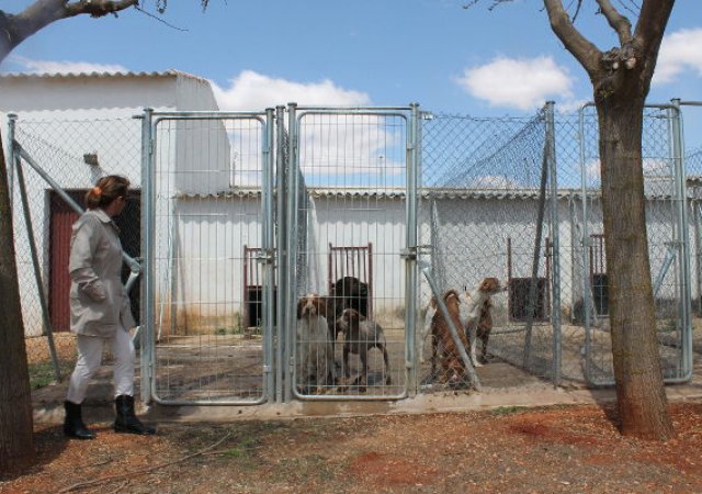 Viele Hunde in einem Zwinger