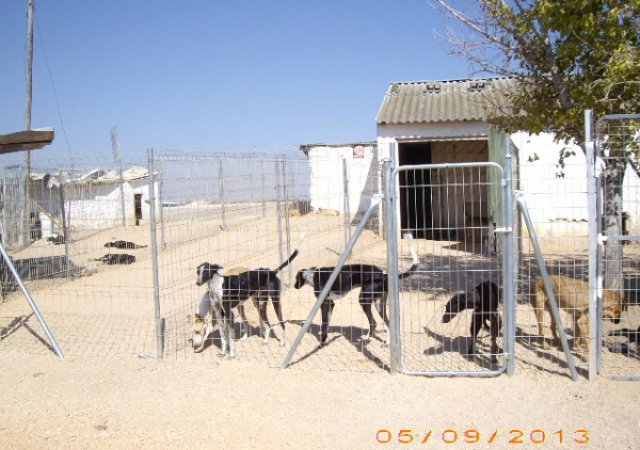 Zwingerrenovierung 2013