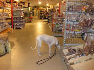 Einkaufen mit Hund