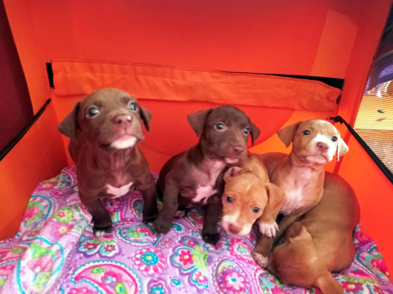 Podencowelpen im Kimba