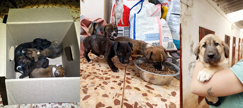 Welpen in der Perrera