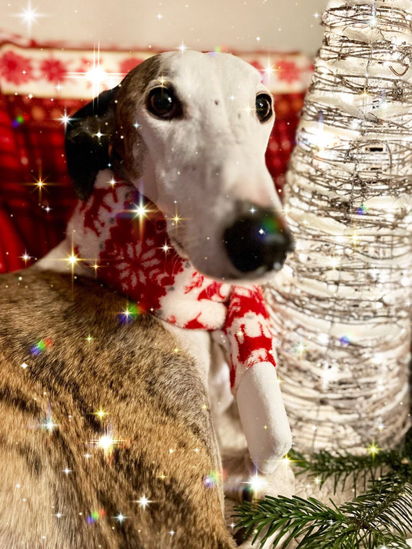 Careto wünscht Frohe Weihnachten Careto wünscht Frohe Weihnachten