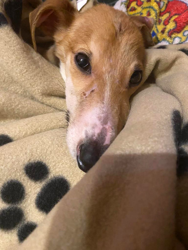 kleiner Nemo kleiner Nemo