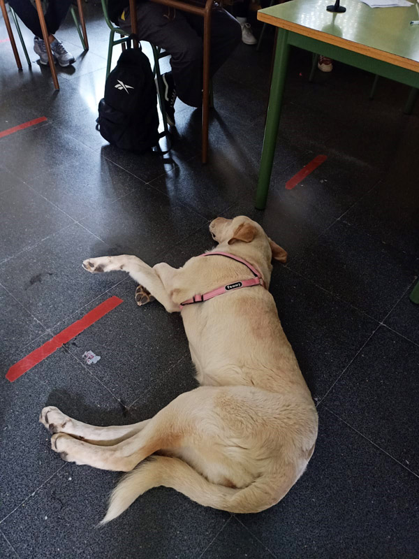 Tulli bei der Öffentlichkeitsarbeit in der Schule Tulli bei der Öffentlichkeitsarbeit in der Schule