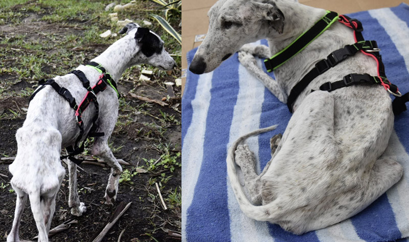 Rayo bei der Aufnahme Rayo bei der Aufnahme