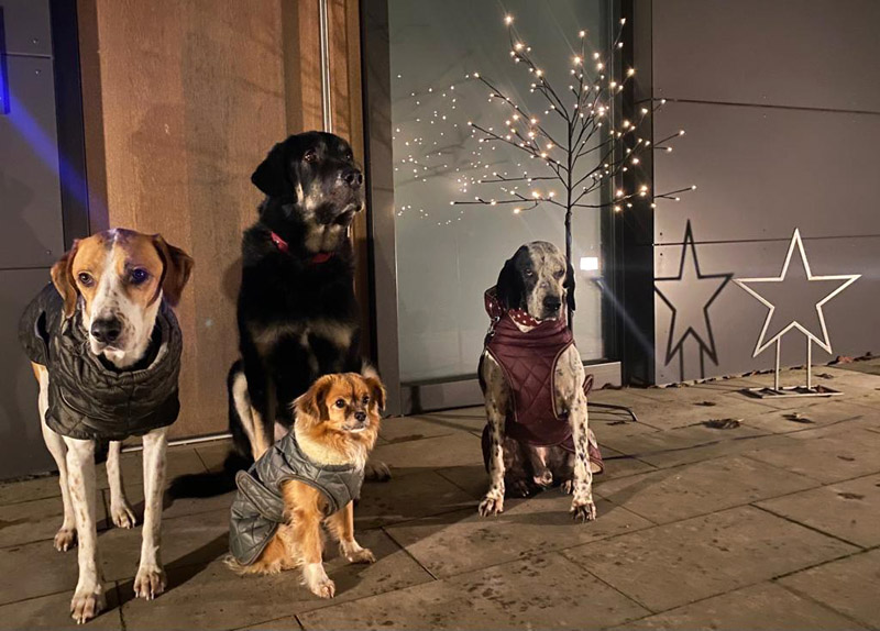 Oldie Darwin mit seinem Rudel Oldie Darwin mit seinem Rudel