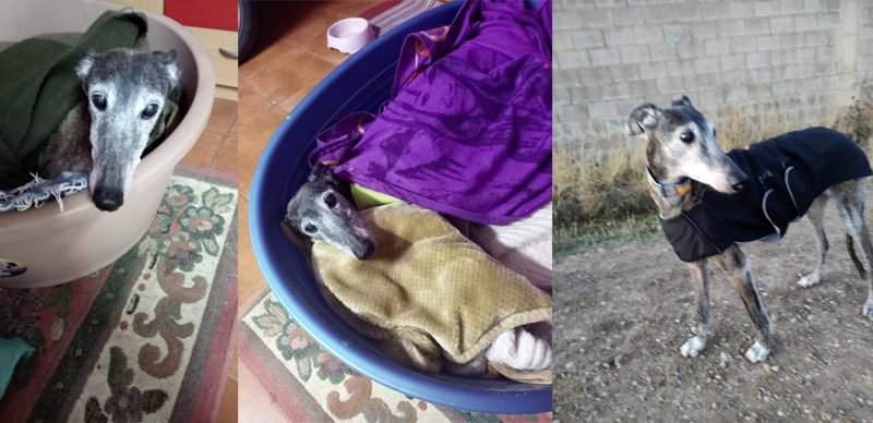 13 Jährige Galga in der Albergue abgegeben