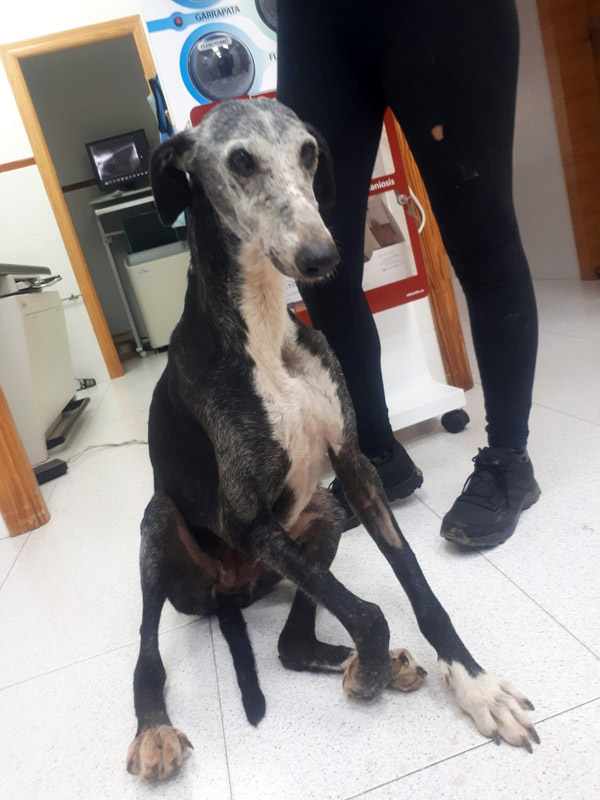 Für sie gab es keine Chance, auch nur für eine kurze Zeit ein würdiges Leben zu führen und geliebt zu werden.