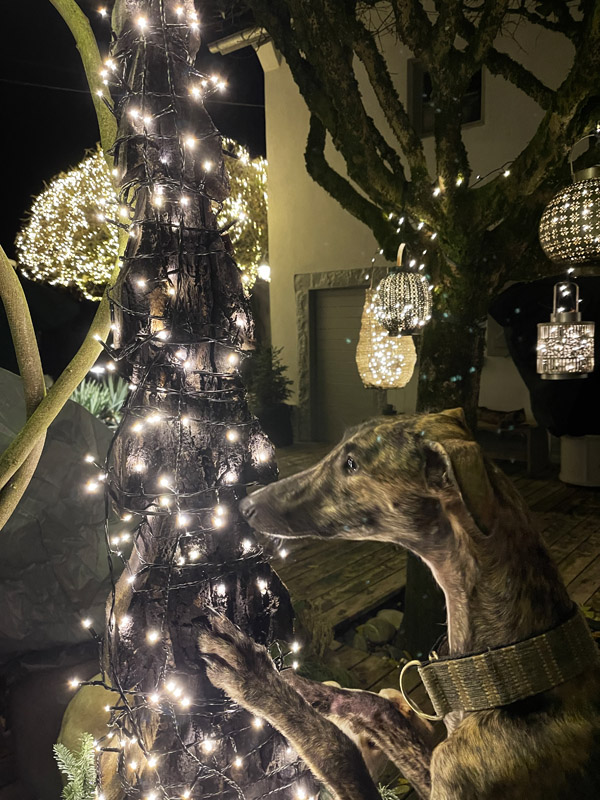 Weihnachtshund-Fotoaktion 2022