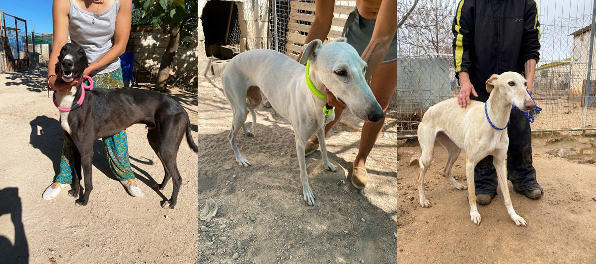 Sprint, Reina und Bianca